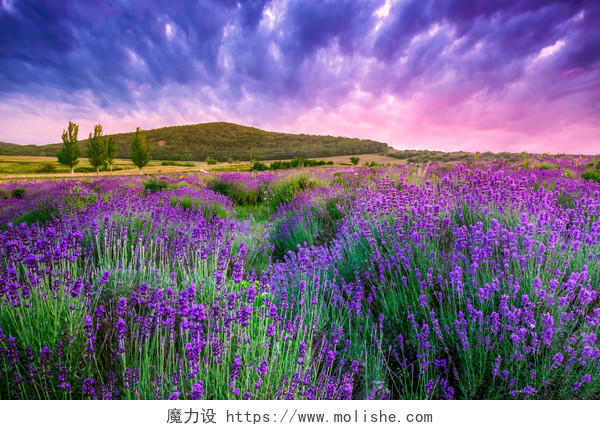 黄昏紫色薰衣草花丛花海开花花朵美景景色